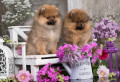 Pomeranian Spitz Puppies