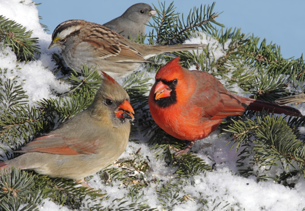 Pássaros em um comedouro no inverno jigsaw puzzle in Animais puzzles on TheJigsawPuzzles.com