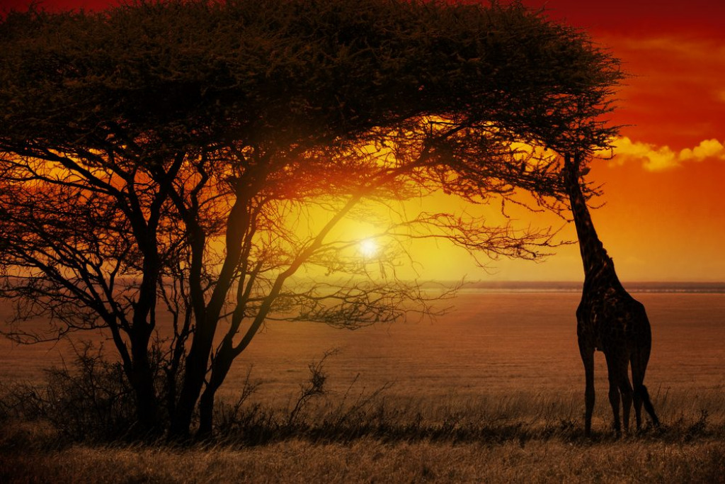 Kruger National Park sunset with giraffe jigsaw puzzle in Marvin Mullin puzzles on TheJigsawPuzzles.com