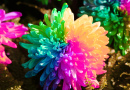 Rainbow Chrysanthemum