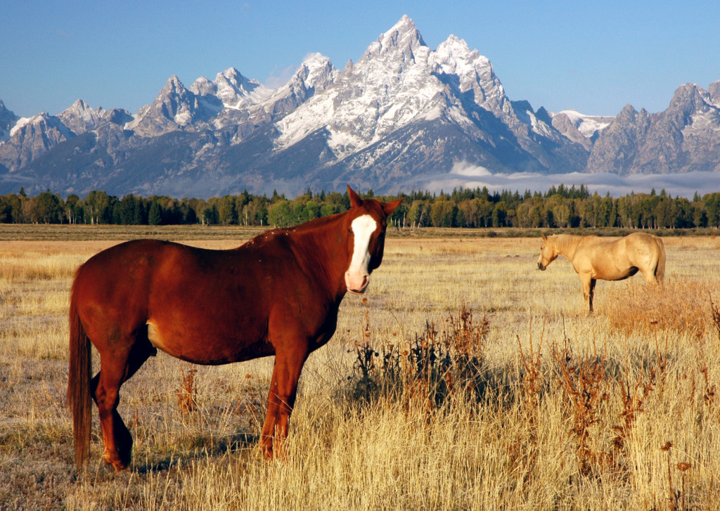 Horses In Grand Teton Np jigsaw puzzle in Great Sightings puzzles on TheJigsawPuzzles.com