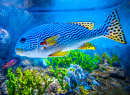 Colorful Fishes Swimming in the Aquarium