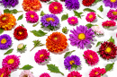 Colorful Flowers on White Background