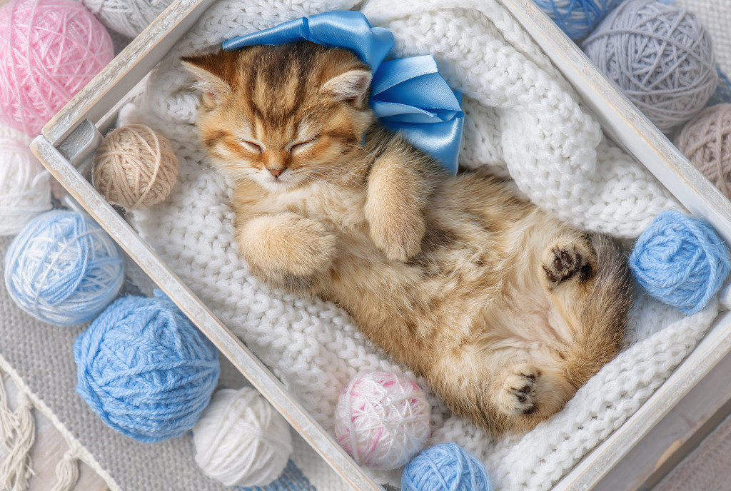 Kitten in a Box with Balls of Yarn jigsaw puzzle in Animals puzzles on TheJigsawPuzzles.com