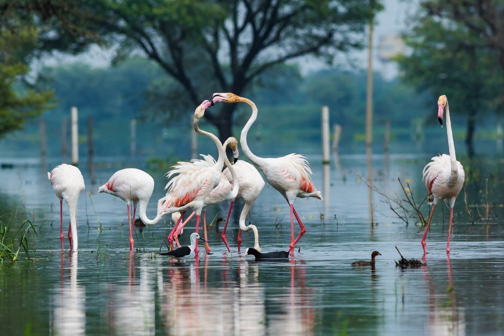 Flamingos-Keoladeo-National-Park jigsaw puzzle in Marvin Mullin puzzles on TheJigsawPuzzles.com