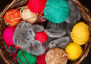 Kitten in a Basket on Balls of Thread