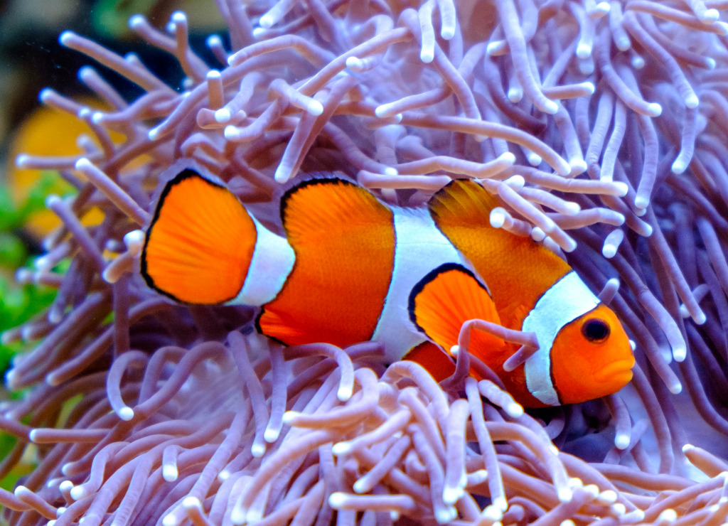 Clownfish and Sea Anemone jigsaw puzzle in Under the Sea puzzles on TheJigsawPuzzles.com