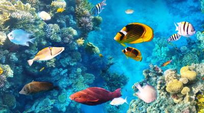 Colorful Tropical Fish on a Coral Reef jigsaw puzzle in Under the Sea ...