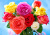 Colorful Roses on a Blue Background