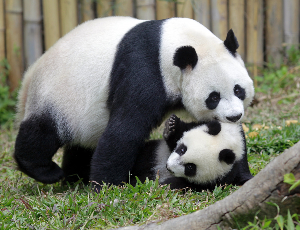 Giant Pandas, China jigsaw puzzle in Animals puzzles on TheJigsawPuzzles.com