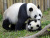 Giant Pandas, China