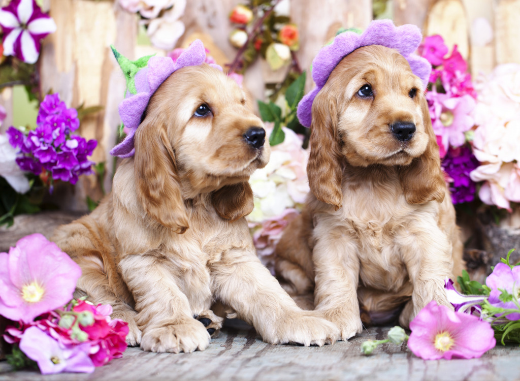 English Cocker Spaniel Puppies jigsaw puzzle in Puzzle of the Day puzzles on TheJigsawPuzzles.com