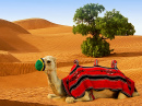 Camel on the Sand Dunes