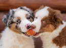 Two Australian Shepherd Puppies Eating an Apple