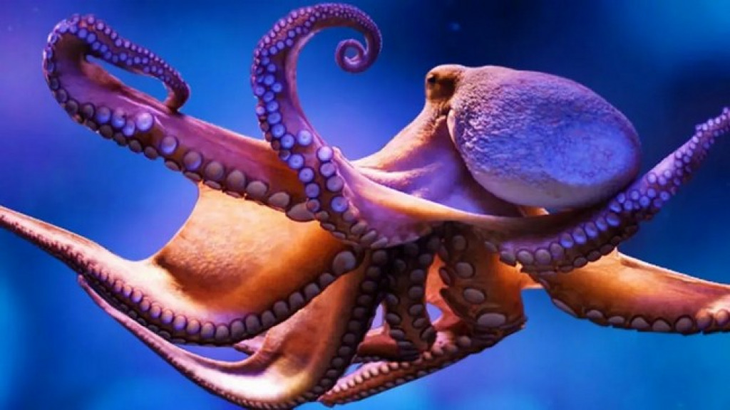 Octopus jigsaw puzzle in Peter puzzles on TheJigsawPuzzles.com