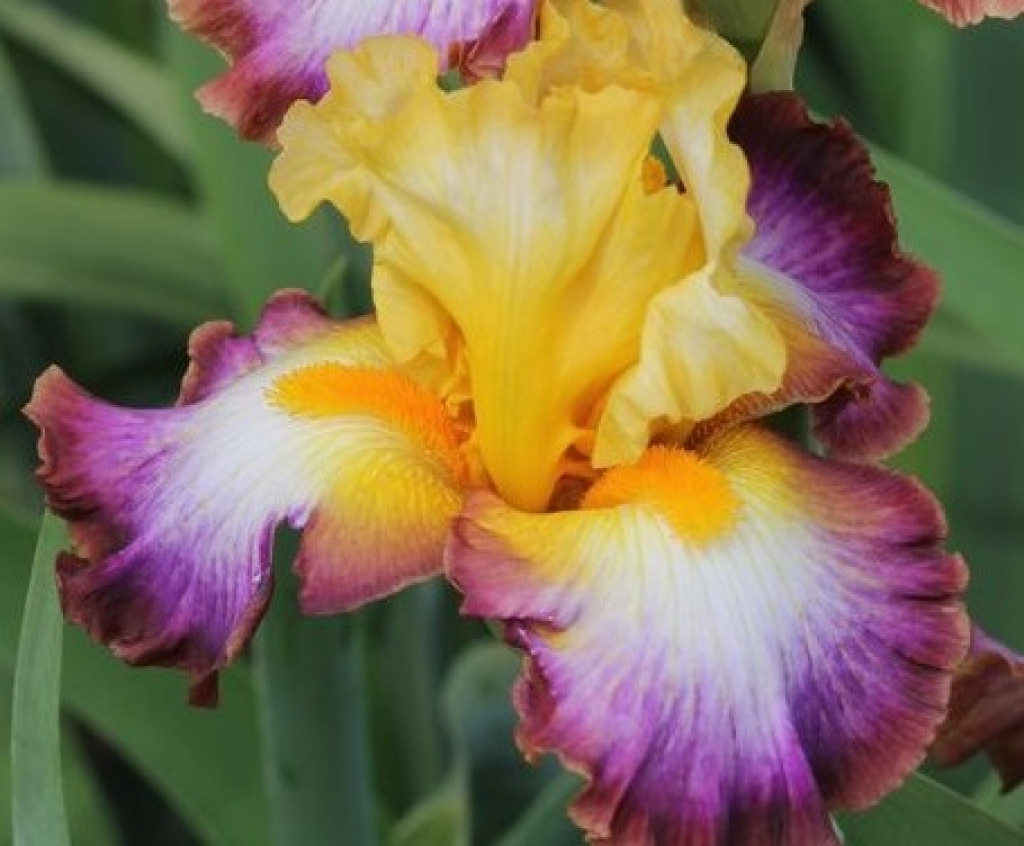 1ba8a7444b05f953b9c7ba15db7b46a4 jigsaw puzzle in Kathleen Robards puzzles on TheJigsawPuzzles.com