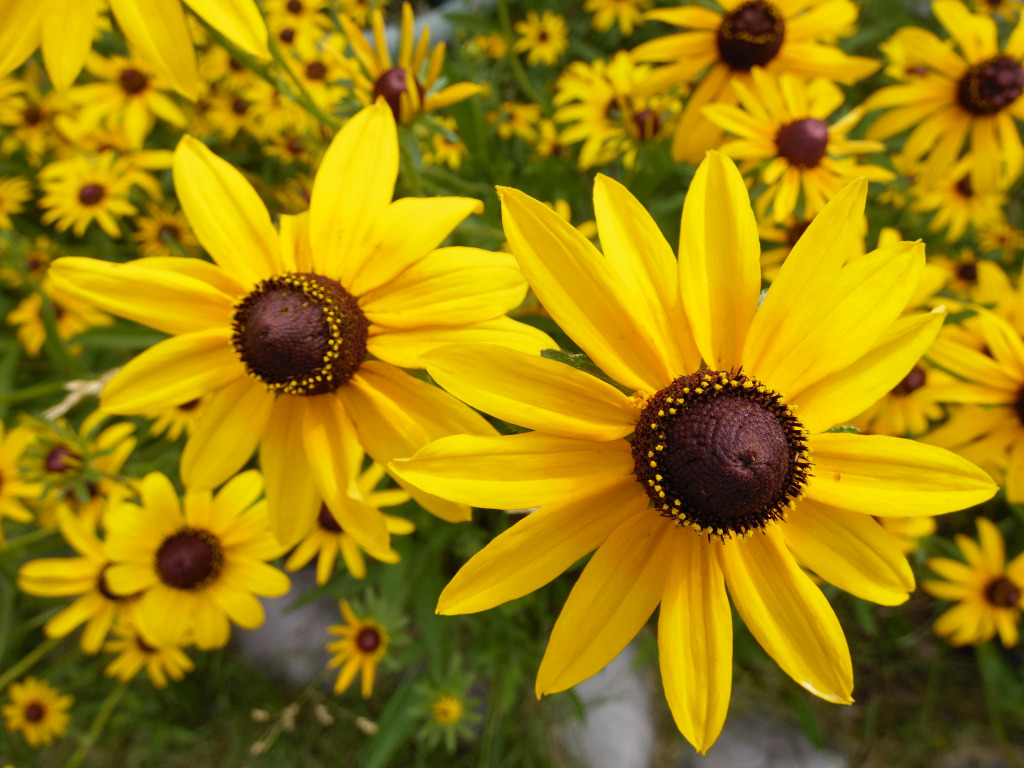 2ce7ba049c3b32104da1d77f178b2b4f jigsaw puzzle in Kathleen Robards puzzles on TheJigsawPuzzles.com