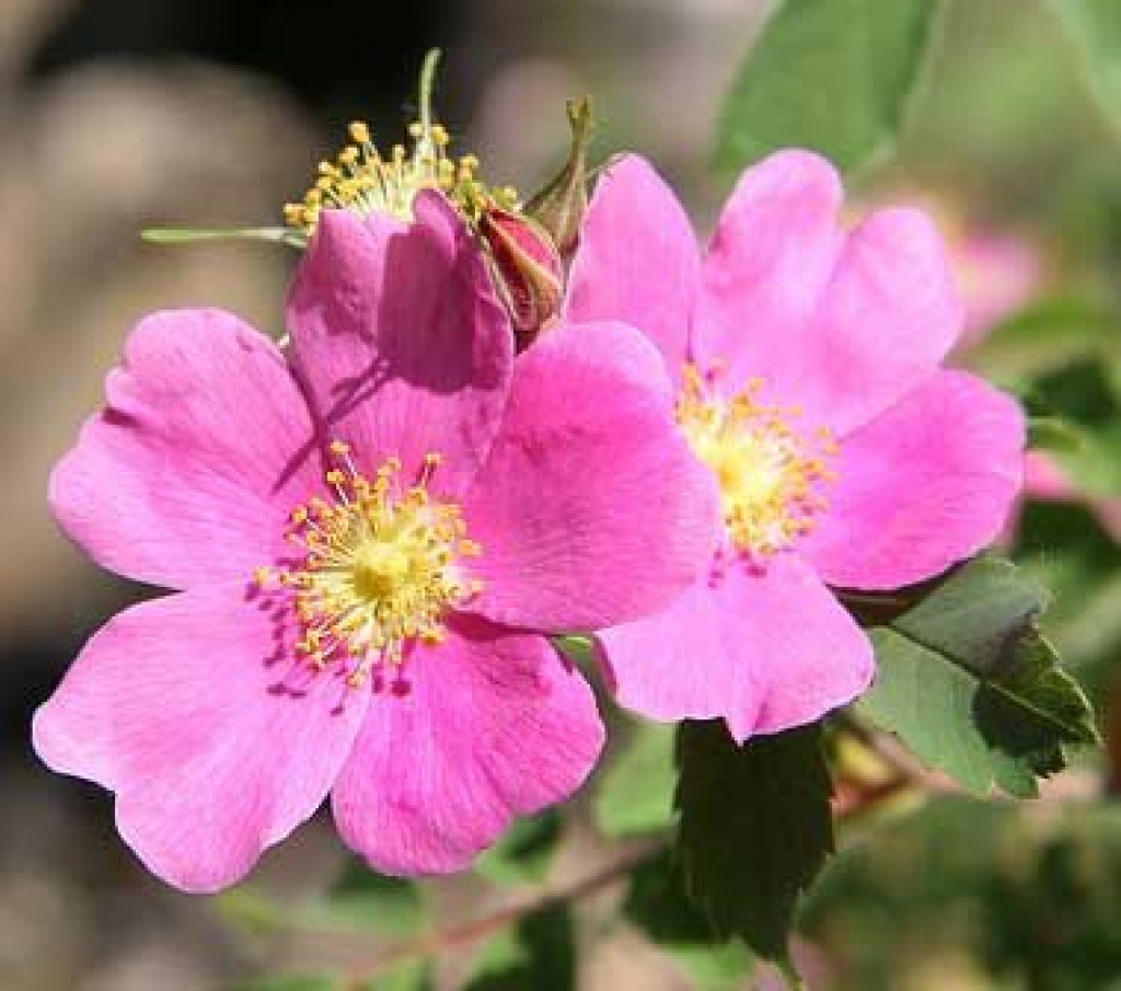 a3ace2fc48ce8058e2a15482d124b9e0 jigsaw puzzle in Kathleen Robards puzzles on TheJigsawPuzzles.com