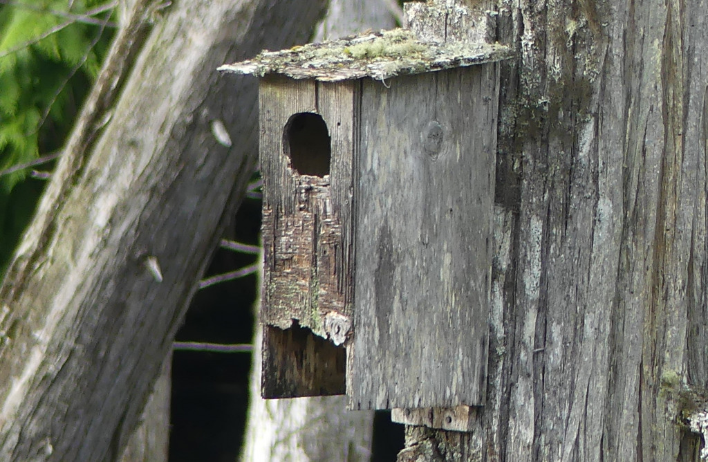 WOOD DUCK BIRD HOUSE jigsaw puzzle in JanieBrody puzzles on ...