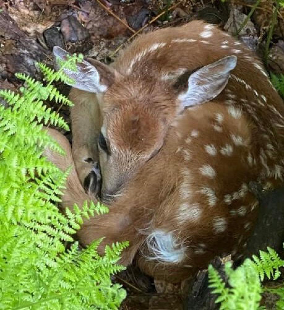 fawn jigsaw puzzle in D. Wilson puzzles on TheJigsawPuzzles.com