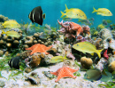 Colorful Sea Life in a Coral Reef