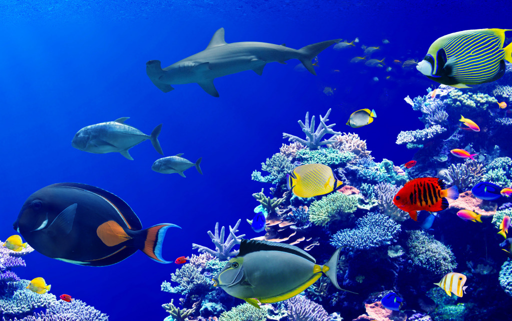 Beautiful Coral Reef with Tropical Fish jigsaw puzzle in Under the Sea puzzles on TheJigsawPuzzles.com