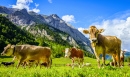 Cows at the Eng Alm in Austria