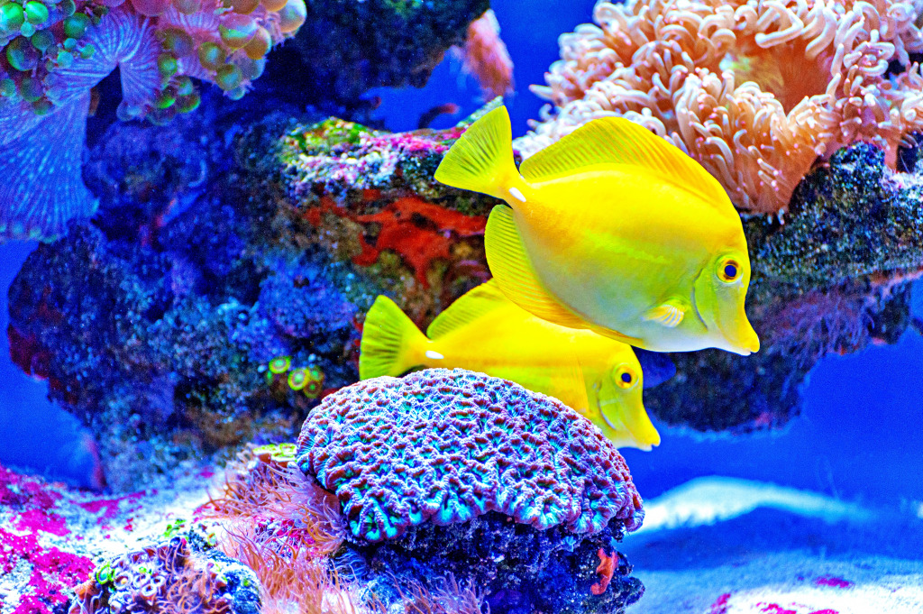 Peixe tropical Tang amarelo jigsaw puzzle in Oceano puzzles on TheJigsawPuzzles.com