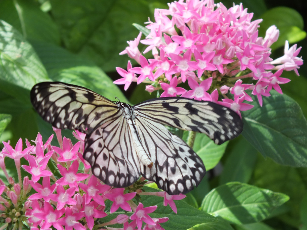 flowerandbutterfly jigsaw puzzle in Linda  Lou Bates puzzles on TheJigsawPuzzles.com