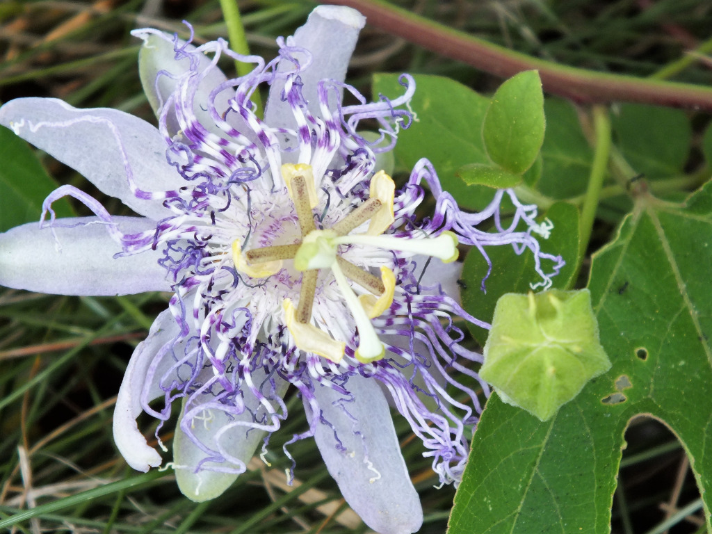 Passion plant jigsaw puzzle in Linda  Lou Bates puzzles on TheJigsawPuzzles.com