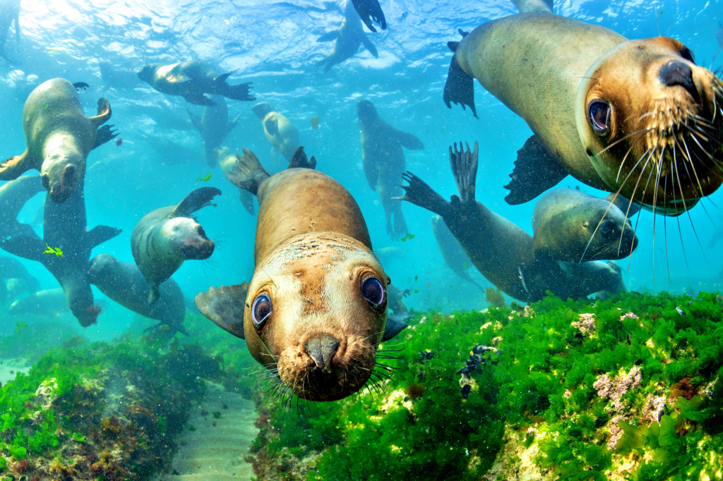 Southern Sea Lions in Shallow Water jigsaw puzzle in Animals puzzles on TheJigsawPuzzles.com