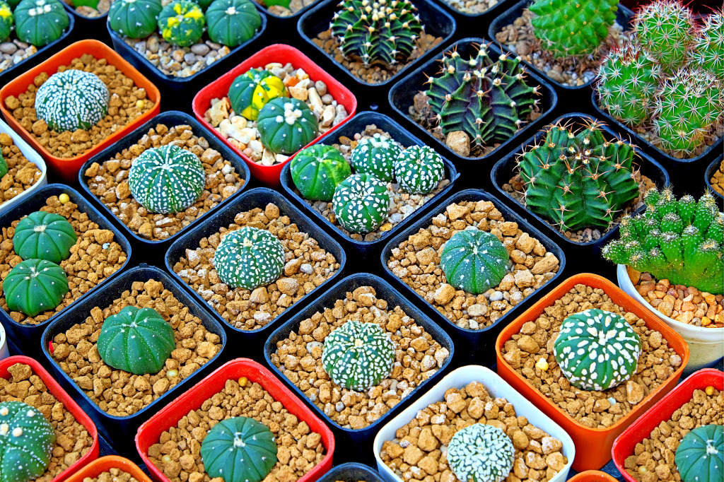 Petits cactus dans un plateau de pépinière jigsaw puzzle in Fleurs puzzles on TheJigsawPuzzles.com