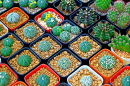 Small Cactuses in a Nursery Tray