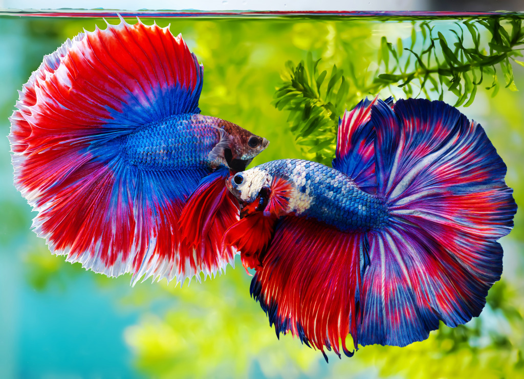 Siamese Fighting Fish jigsaw puzzle in Puzzle of the Day puzzles on TheJigsawPuzzles.com