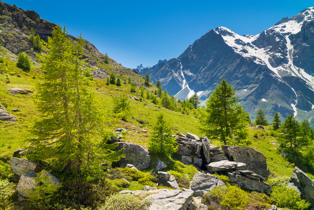 Pines and Stones, Alps in Italy jigsaw puzzle in Great Sightings puzzles on TheJigsawPuzzles.com