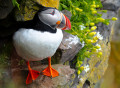 Atlantic Puffin on the Rock
