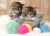 Adorable Kittens with Balls of Yarn