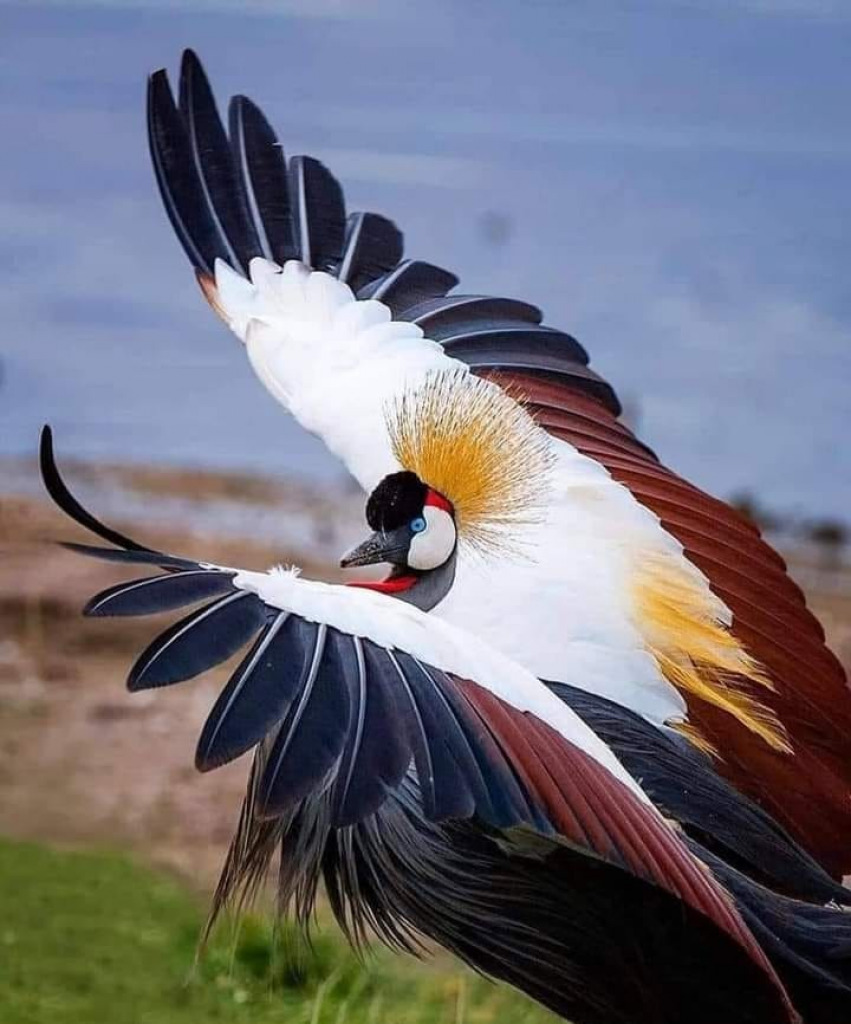 Black crowned Crane jigsaw puzzle in Linda  Lou Bates puzzles on TheJigsawPuzzles.com