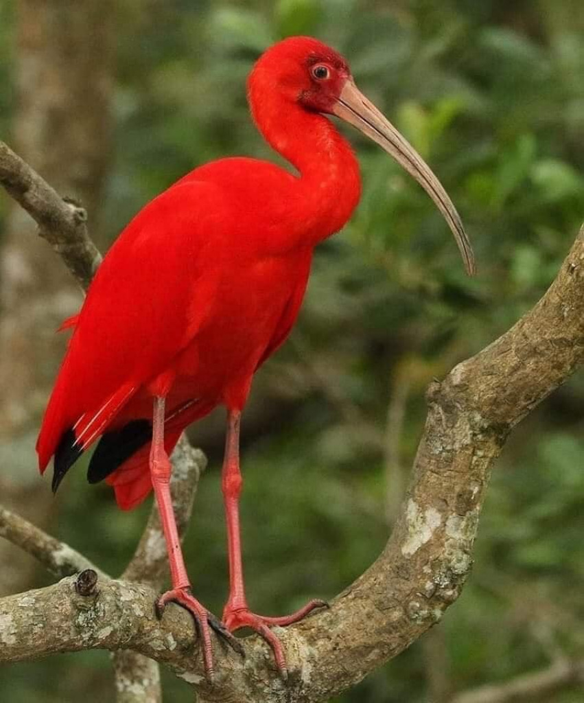 Scarlet Ibis jigsaw puzzle in Linda  Lou Bates puzzles on TheJigsawPuzzles.com