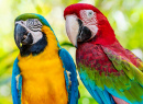 Closeup Face of Macaw Colorful Birds