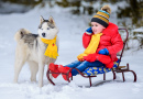 Little Girl Sitting on a Sled and Her Husky