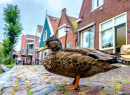 Duck and Traditional Houses in Volendam