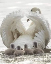 swanandbabies