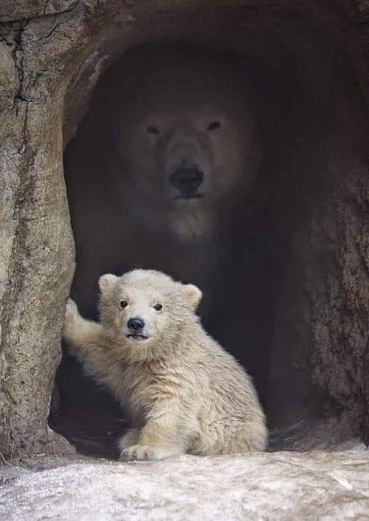 polar bears jigsaw puzzle in Theresa Stephens puzzles on TheJigsawPuzzles.com