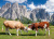 Cows Grazing in the Dolomites