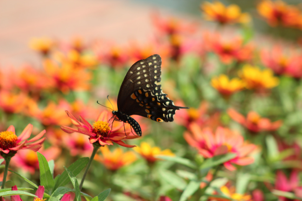 Beautiful Butterfly Brookgreen Garden jigsaw puzzle in Linda  Lou Bates puzzles on TheJigsawPuzzles.com