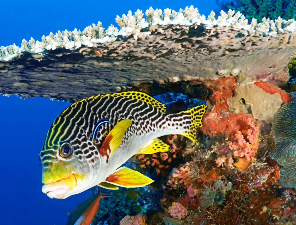 Poisson Sweetlips jigsaw puzzle in Sous les mers puzzles on TheJigsawPuzzles.com