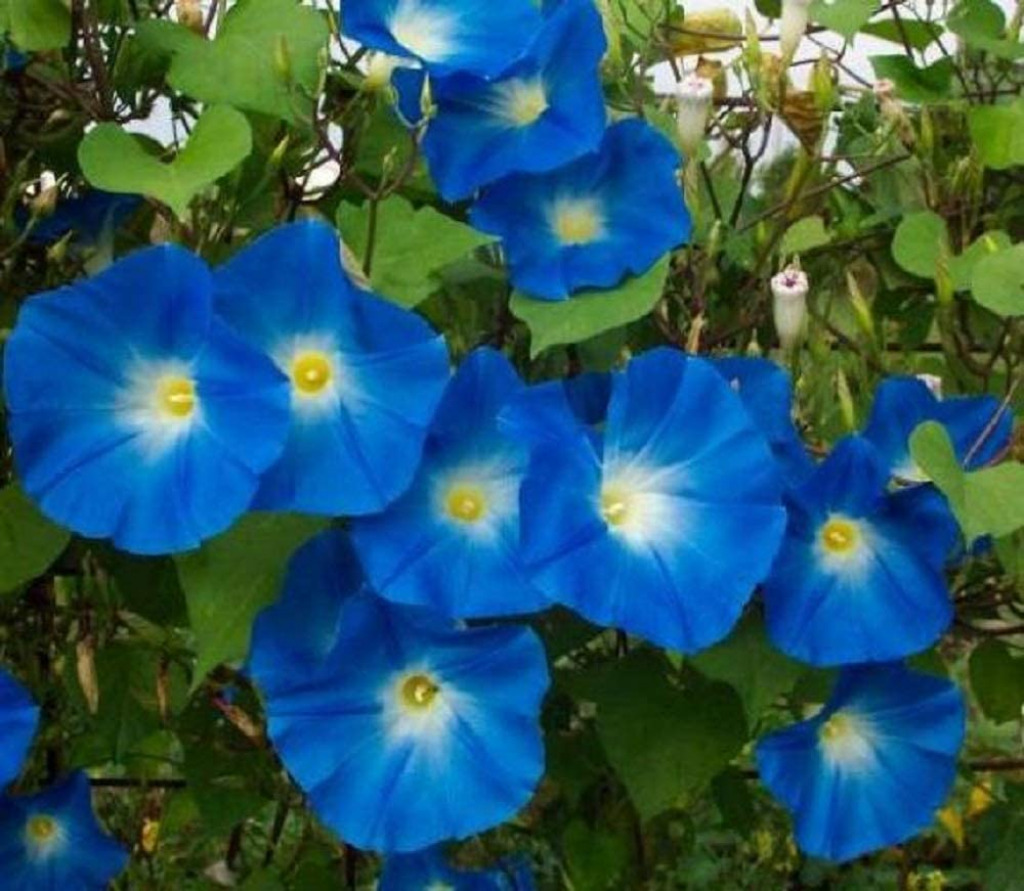 Blue Morning Glory jigsaw puzzle in Linda  Lou Bates puzzles on TheJigsawPuzzles.com