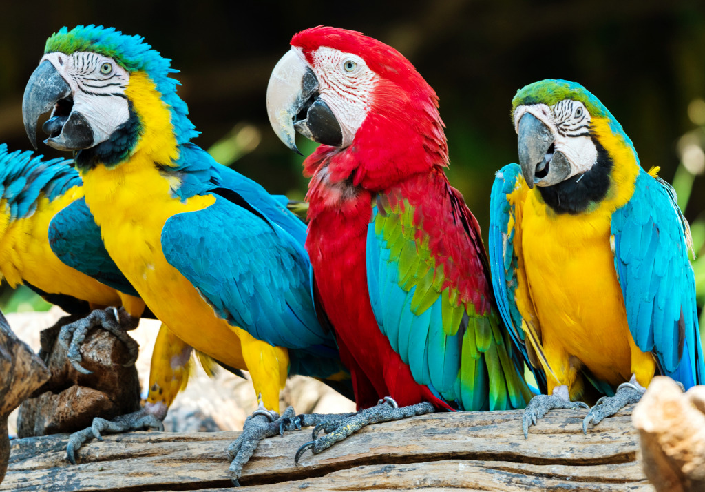 Macaw Parrots jigsaw puzzle in Animals puzzles on TheJigsawPuzzles.com