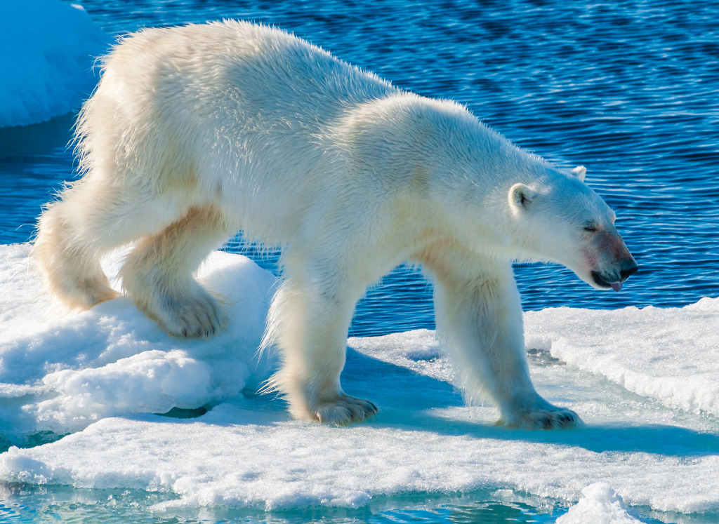 Белый медведь идет по льду, Норвегия jigsaw puzzle in Животные puzzles on TheJigsawPuzzles.com